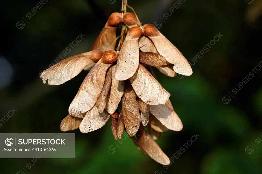 Sycomore samara with two winged seeds Alsace France