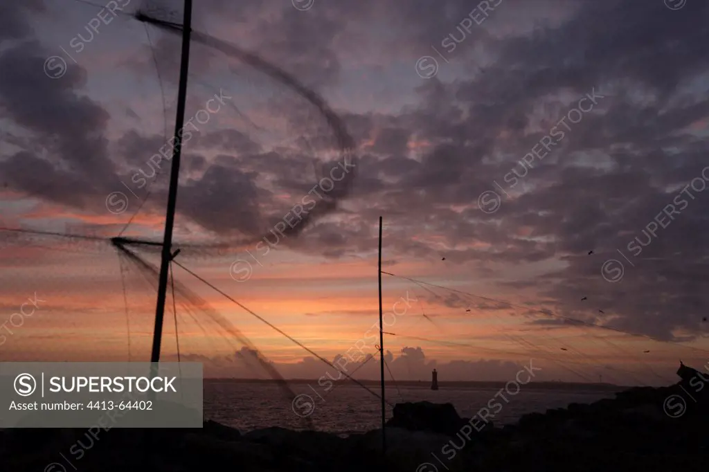 Tagging Net for european storm petrels at dusk France