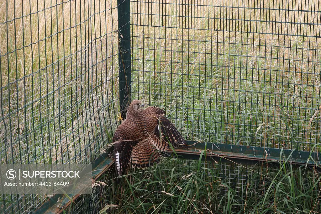 Kestrel caught in a crow trap France