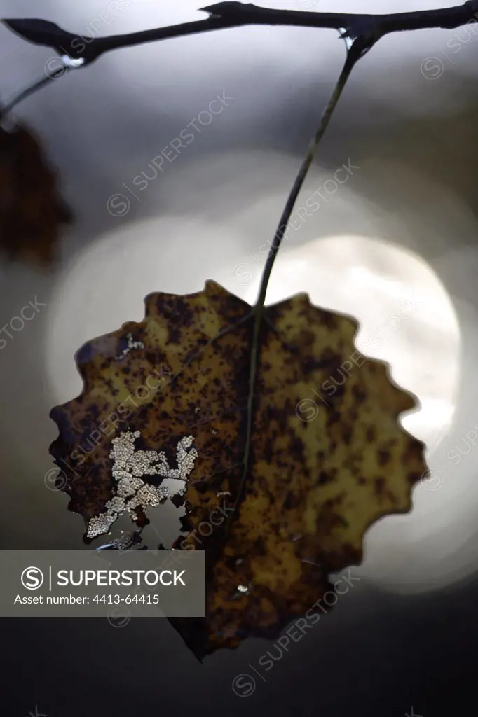Leaf of Aspen in autumn