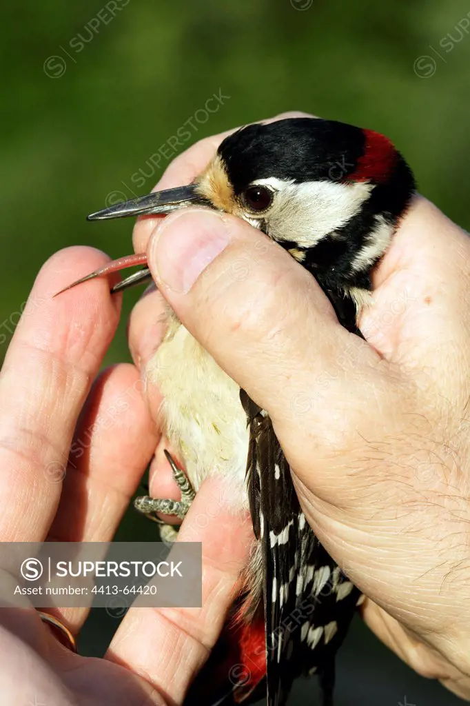 Tongue of a Great Spotted Woodpecker Alsace France