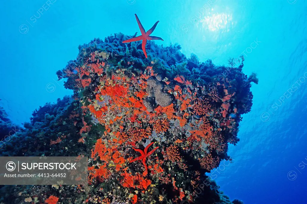 Red Starfishes and Sponges on a rock Mediterranean Sea
