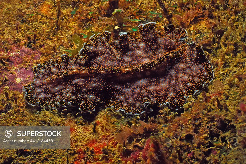 Spotted black Flatworm moving on the seabed Maluku Sea