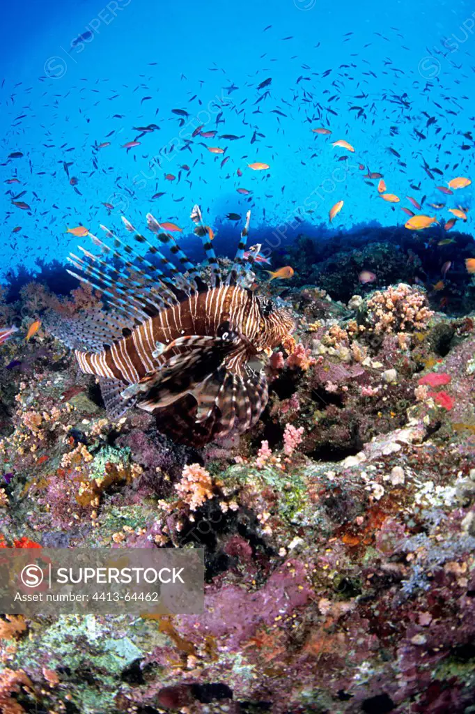 Red Lionfish on the Shark Reef in the Red Sea Egypt