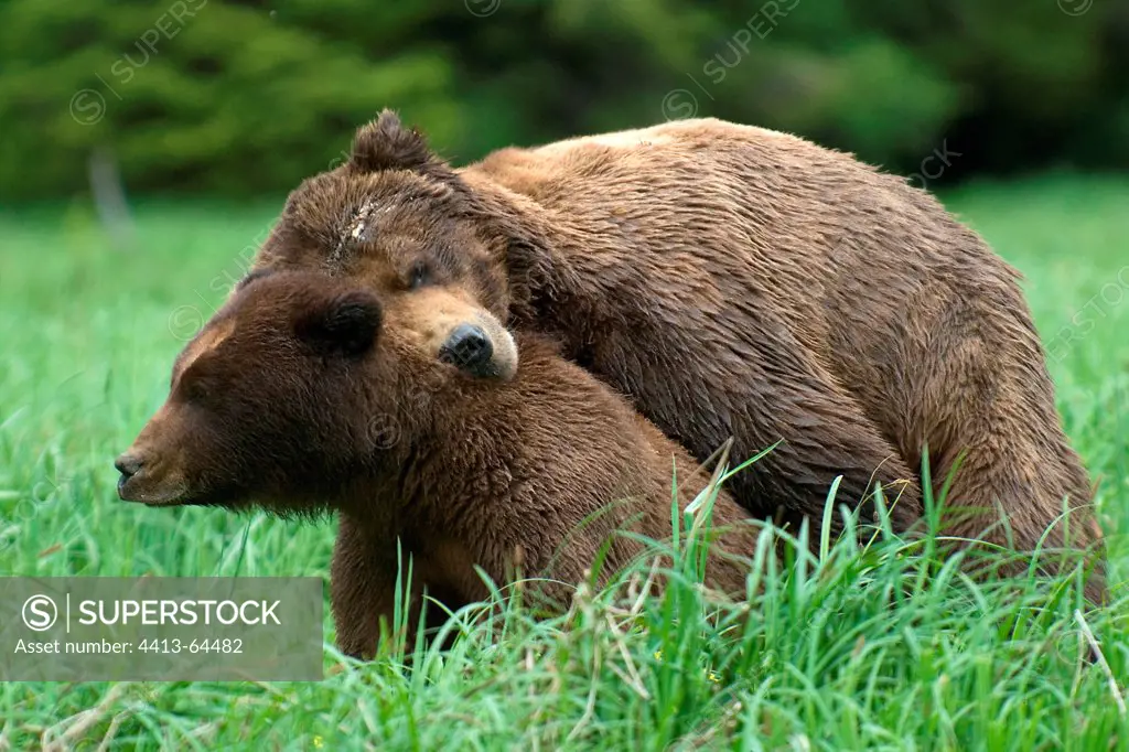 Mating Grizzlys Khutzeymateen Grizzly Bear Sanctuary Canada