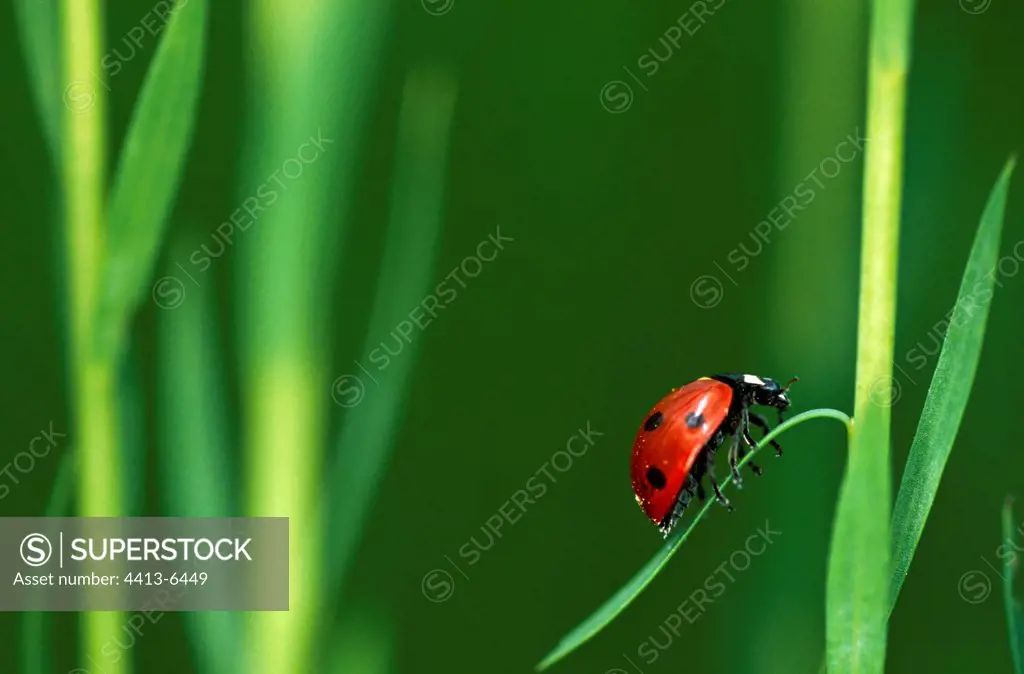 Sevenspotted lady beetle on a Flax leaf Normandie France