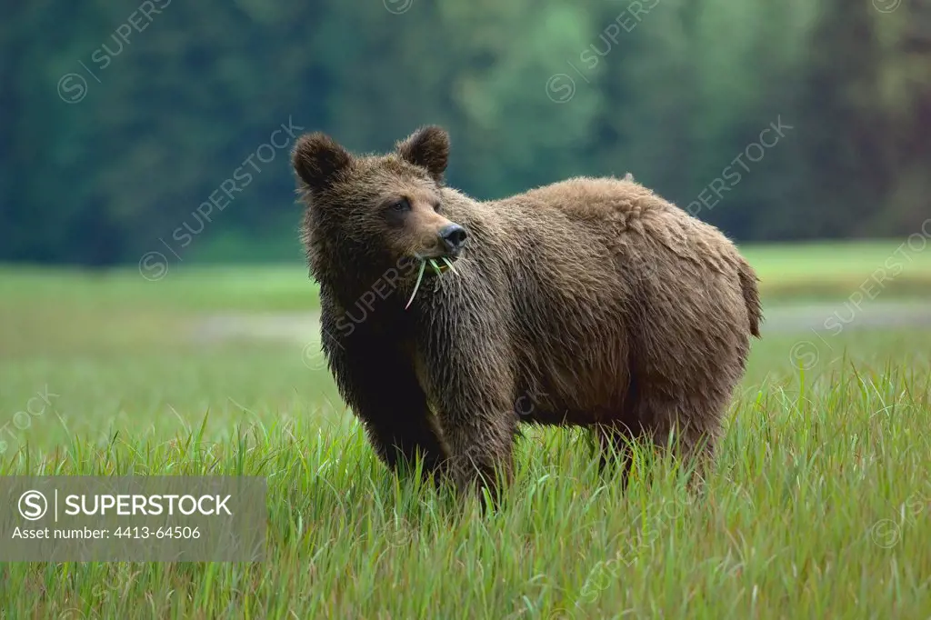 Grizzly eating grass British Columbia Canada