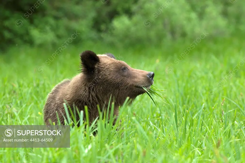 Grizzly eating grass British Columbia Canada