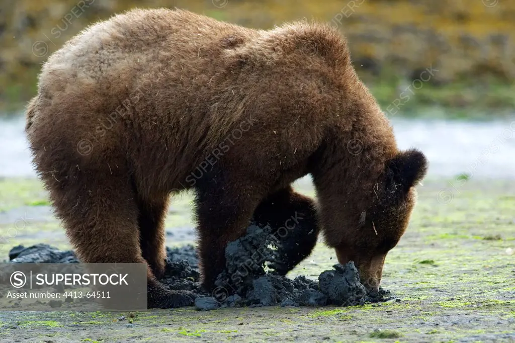 Grizzly searching for clams in Khutzeymateen estuary Canada