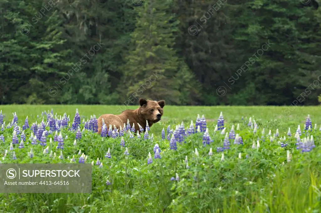 Grizzly in a prairie lupines Khutzeymateen Canada