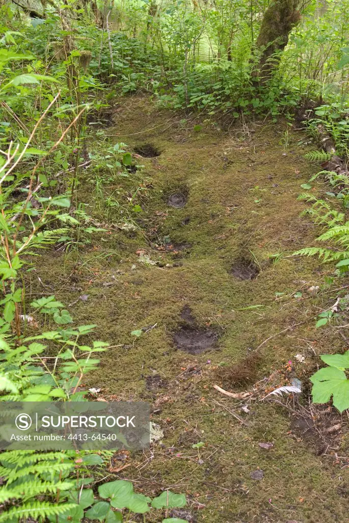 Traces Grizzly in wet temperate forest KhutzeymateenCanada