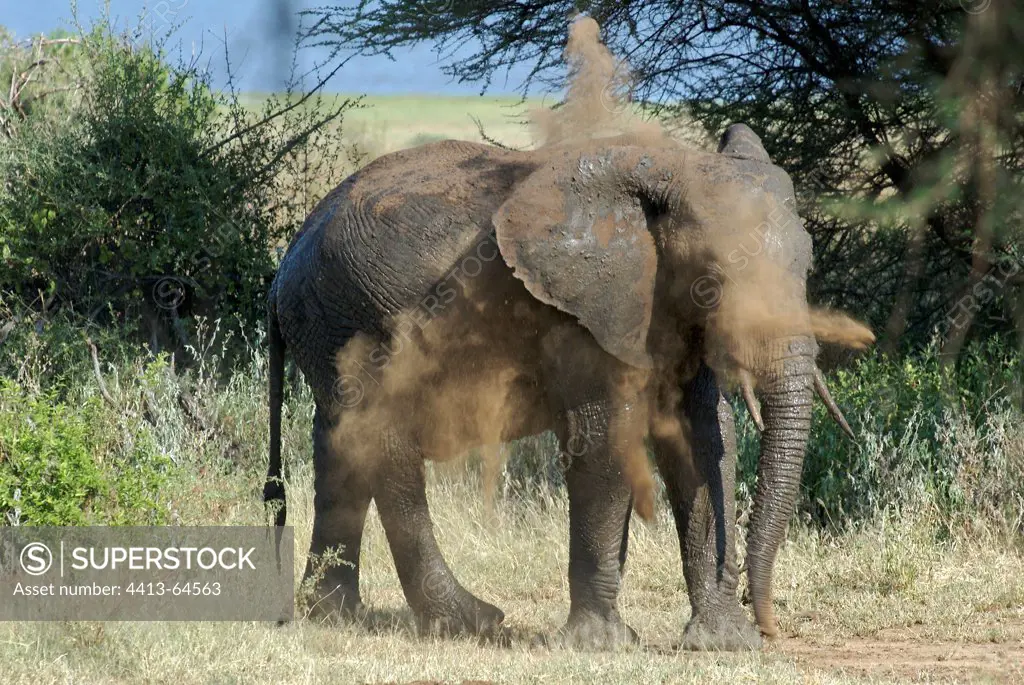 African Elephant taking a sand bath Tanzania