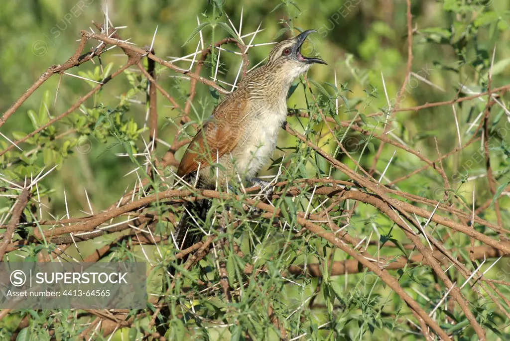 White browed Coucal shouting in a locust tree Tanzania