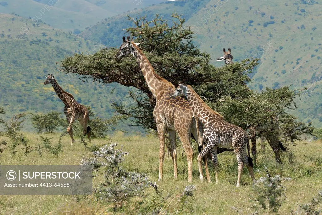 Giraffe feeding on a locust tree Serengeti NP Tanzania