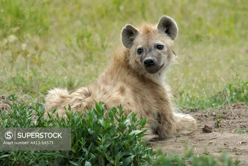 Careful speckled hyena resting Serengeti NP Tanzania