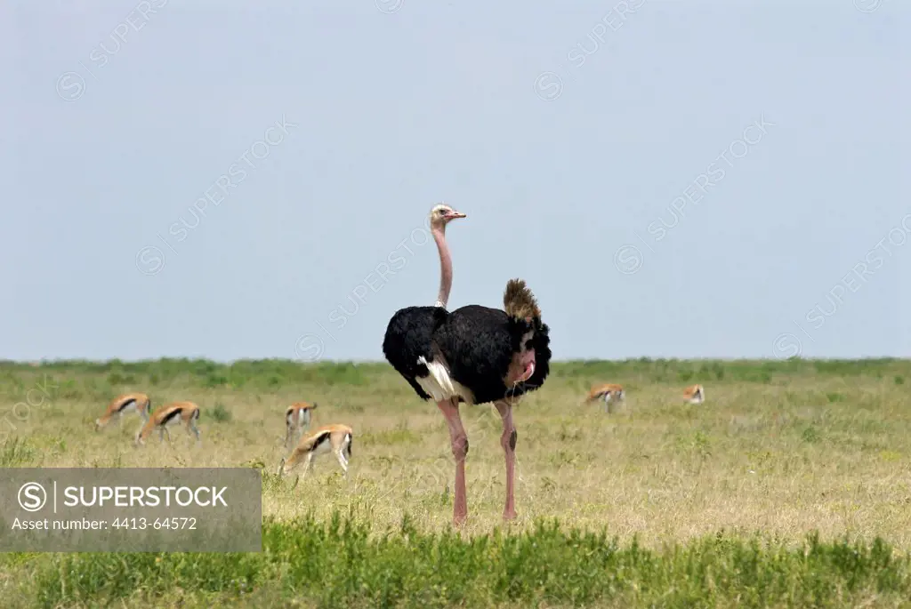 Ostrich adult male urinating Serengeti Tanzania