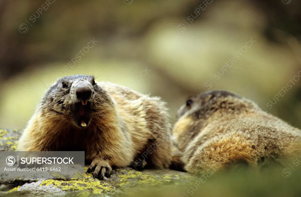 Two Alpine marmots on the look-out Mercantour NP France