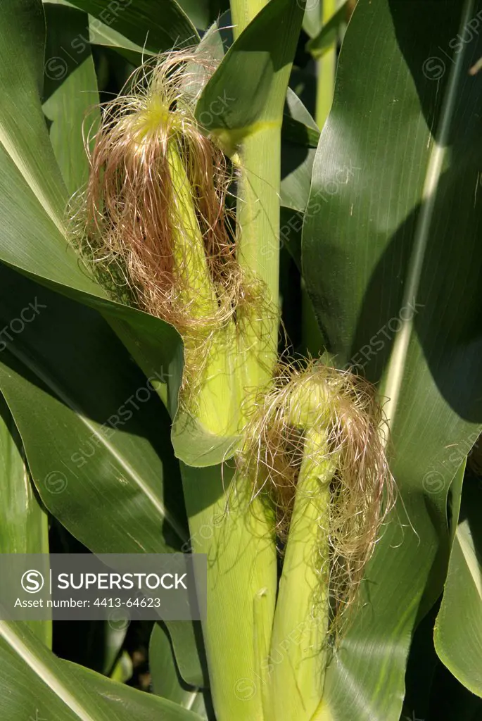 Basal female ears of corn in summer France
