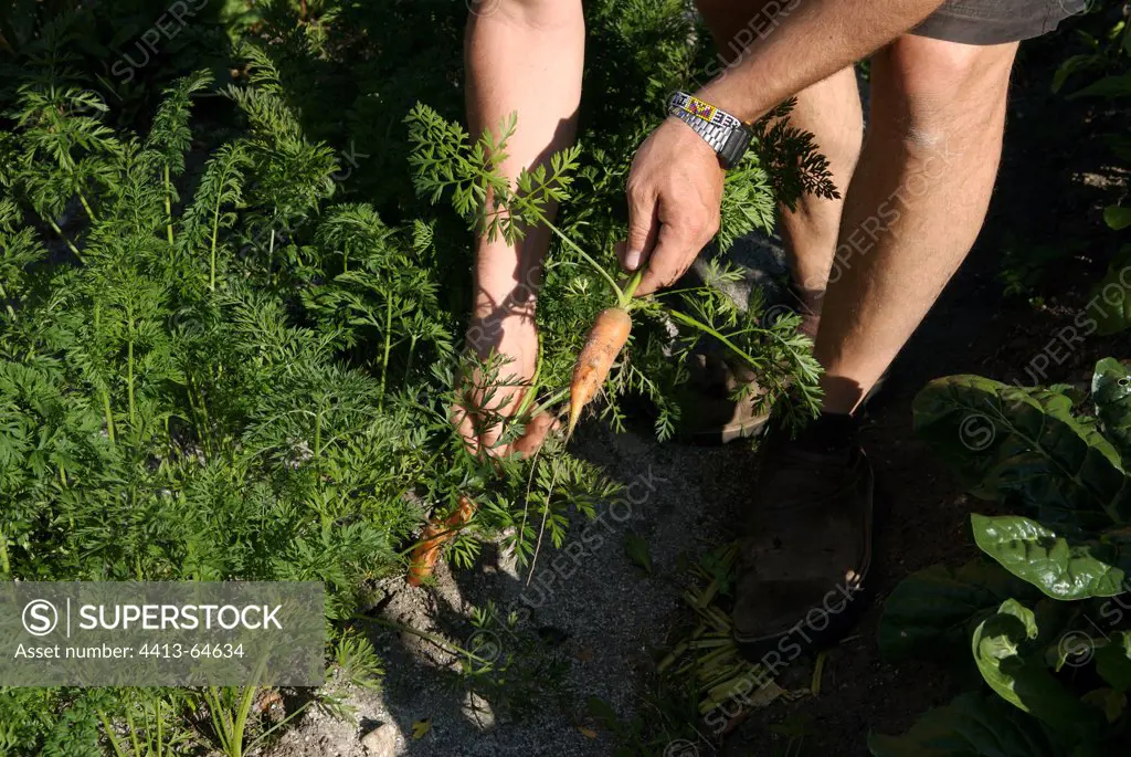 Harvest of carots in a kitchen garden France