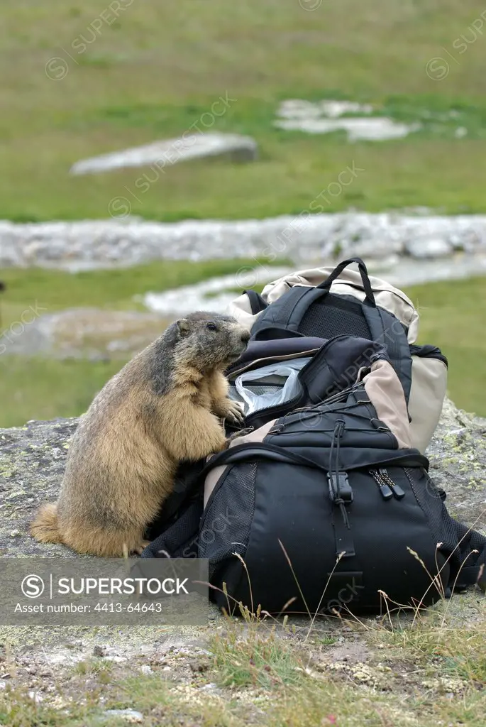 Alpine marmot searching fo food in a rucksack France