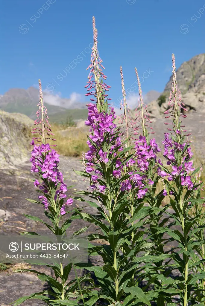 Fireweeds in bloom in mountain Savoie France