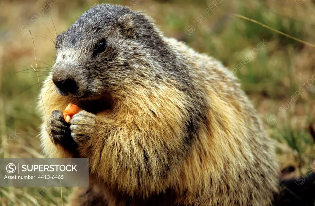 Alpine marmot eating Mercantour NP France