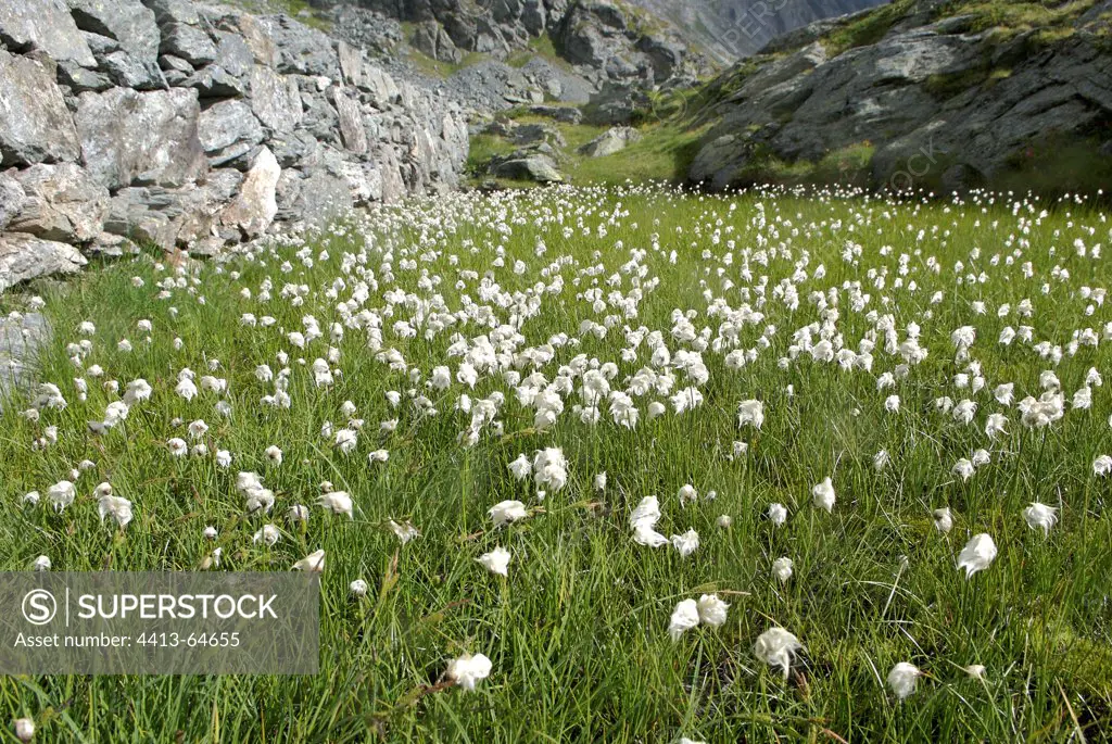 Bloom of Scheuchzer's Cottongrass in a peat bog