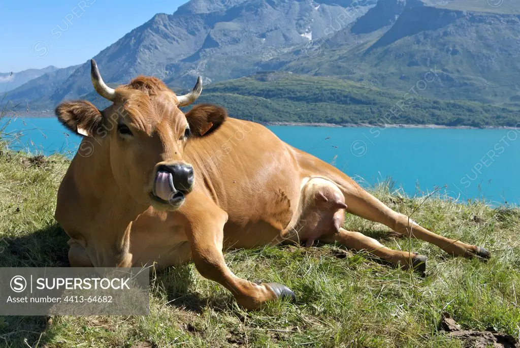 Tarine Cow in moutain pasture Lake of the Mont Cenis France