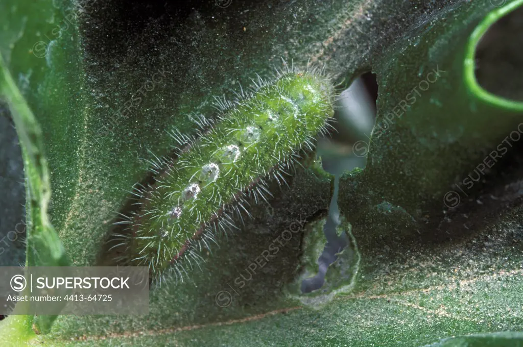 Caterpillar of Geranium Bronze