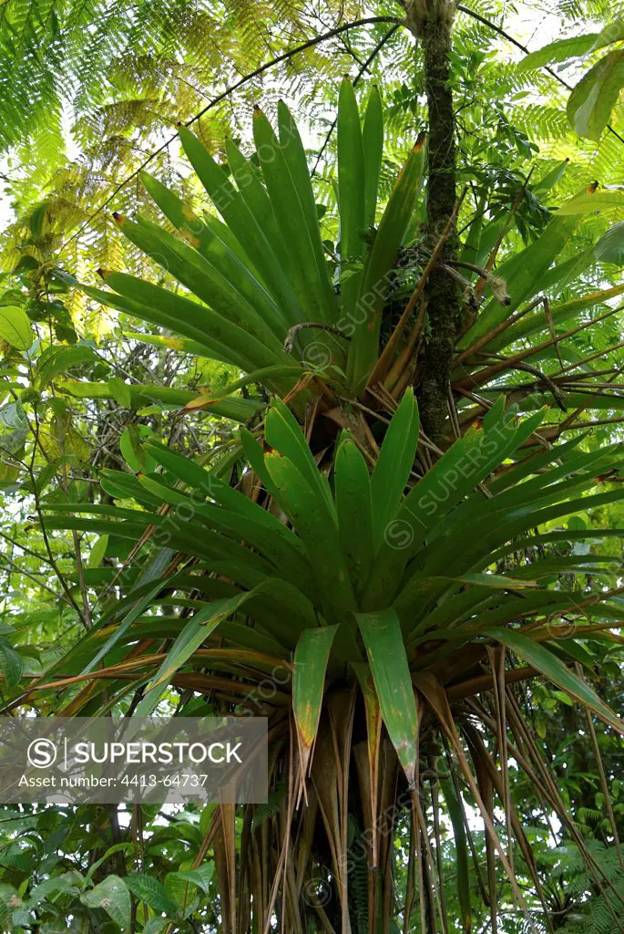 Epiphyte Bromeliaceae on a tree fern Guadeloupe