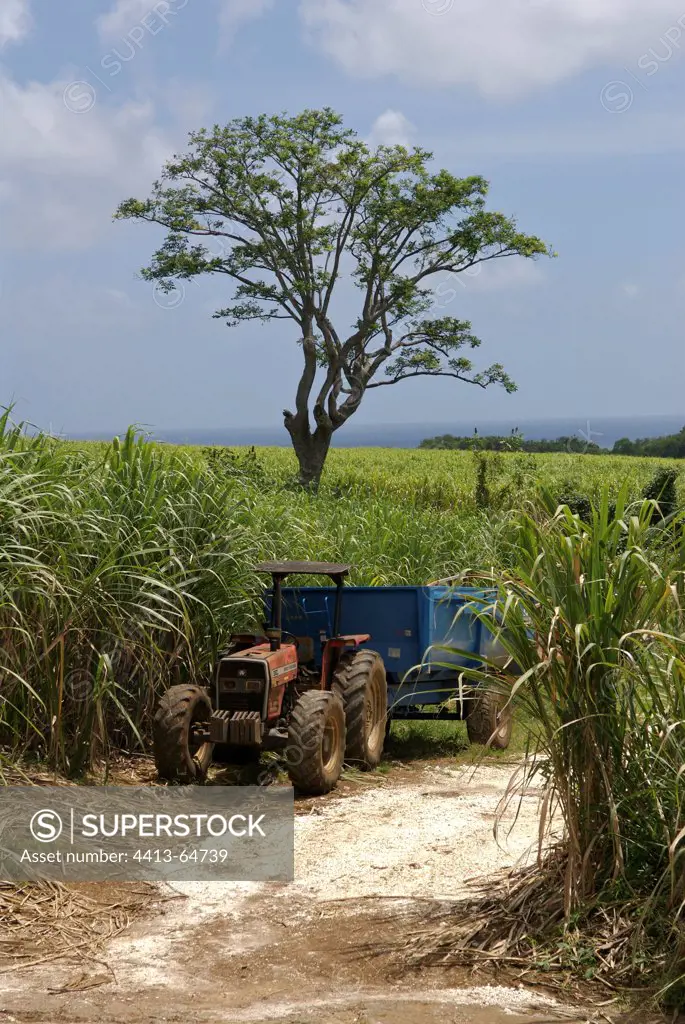 Tractor in the fields of Sugarcane Guadeloupe