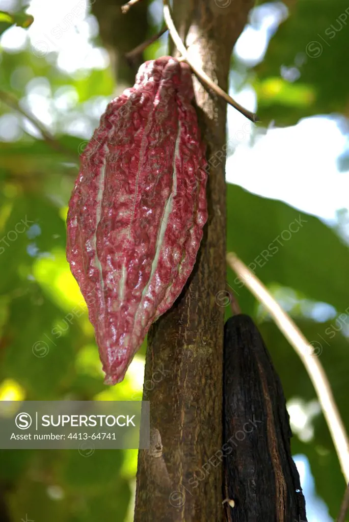 Pod of cacao tree Basse Terre Guadeloupe