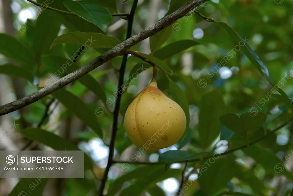 Drupe of Nutmeg tree containing nutmeg Guadeloupe