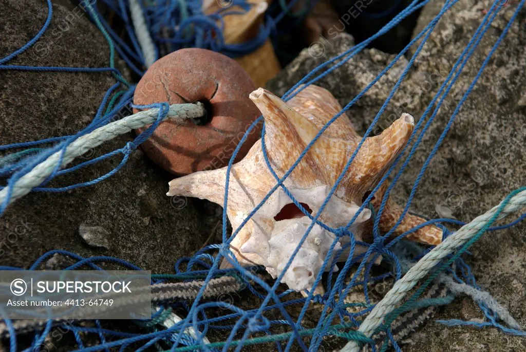 Shell of Queen conch in a fishing net Guedaloupe