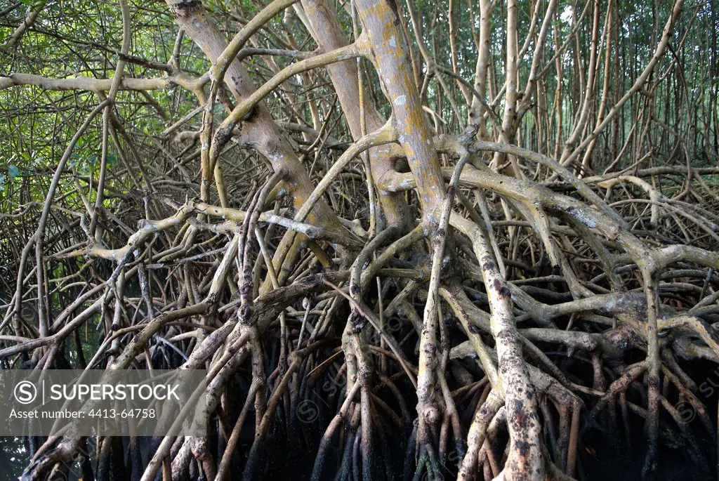 Roots of american mangroves Guadeloupe