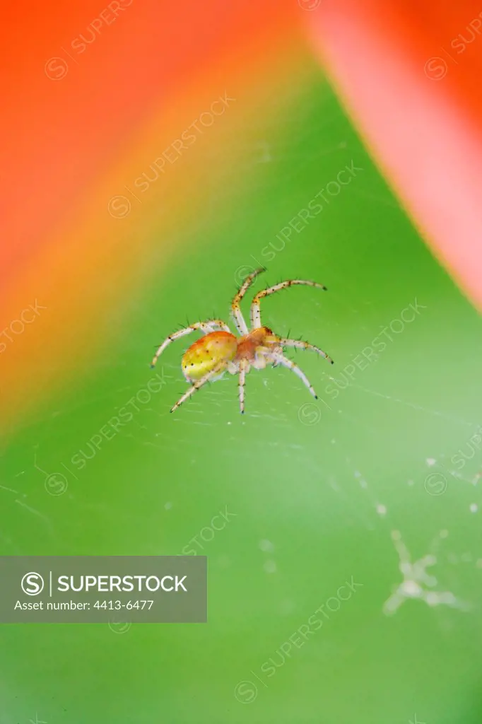 Weaver spider posed on its cobweb linked to a poppy France