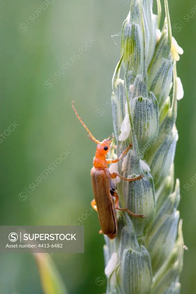 Beetle Cantharid on a wheat ear France