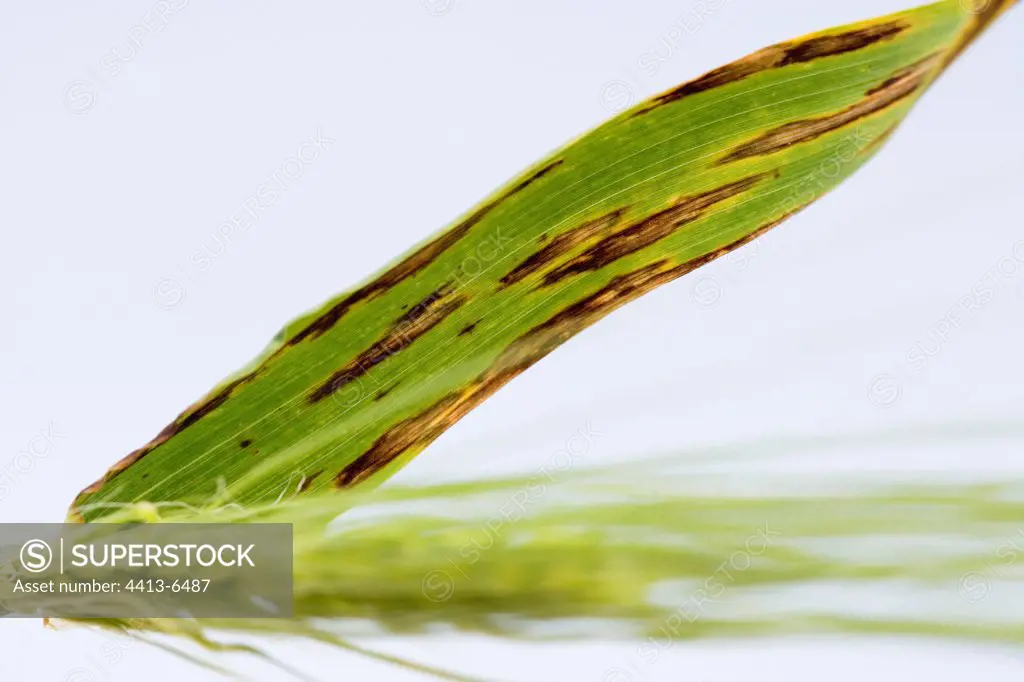 Helminthosporiose on barley leaf