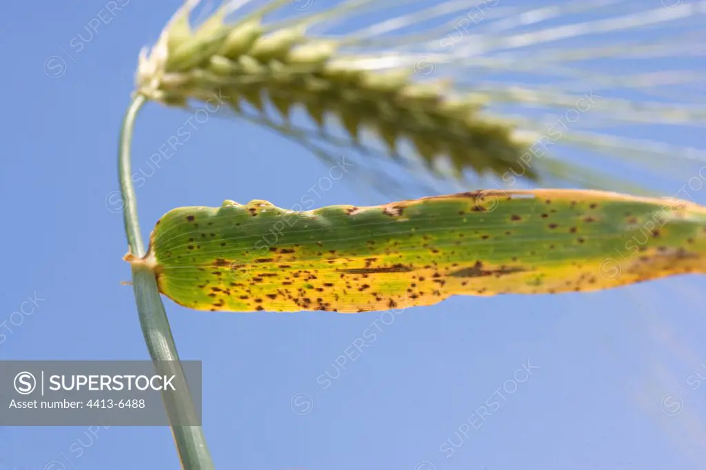 Helminthosporiose on barley leaf France
