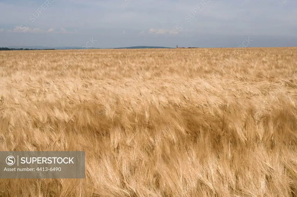 High wind on a ripe barley field France