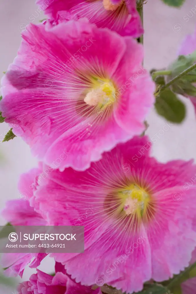 Detail of an inflorescence of Hollyhock on Ré Island France