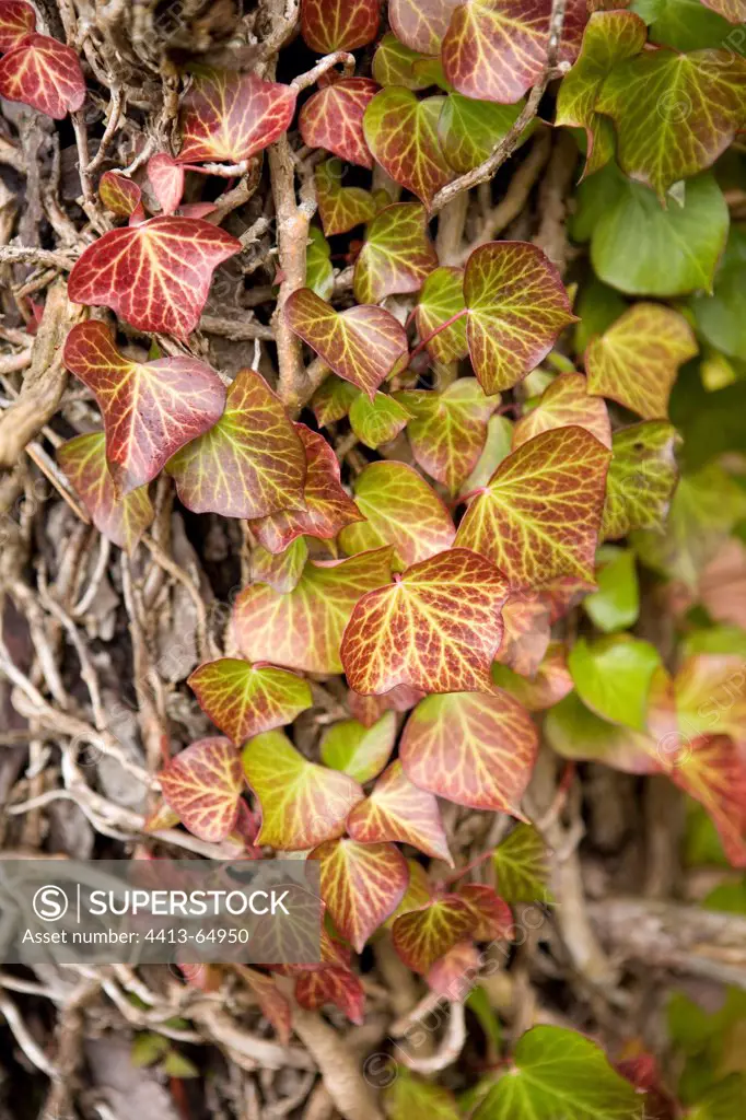 Ivy leaves climbing a tree in autumn France