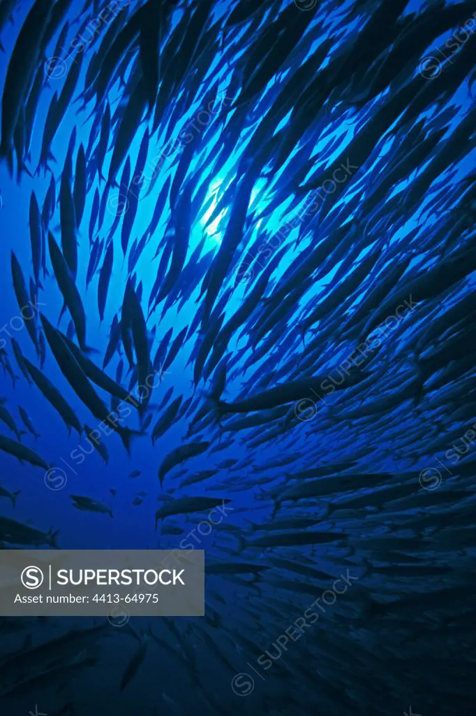 School of Blackfin Barracudas swimming in the Red Sea