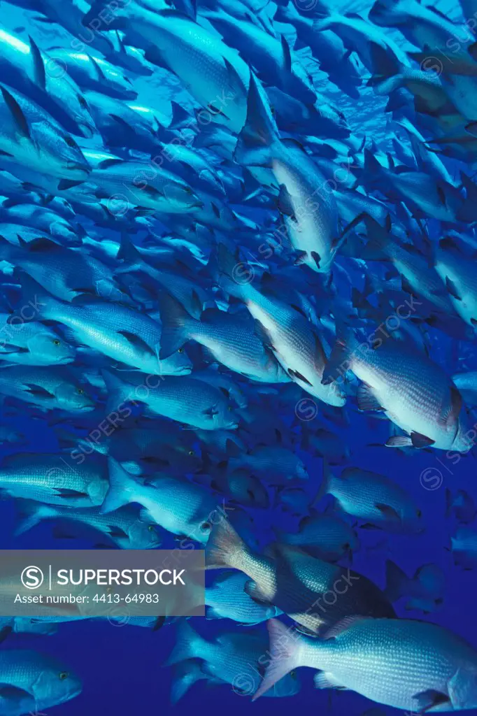 School of Two-spot Red Snappers in breeding periodRed Sea