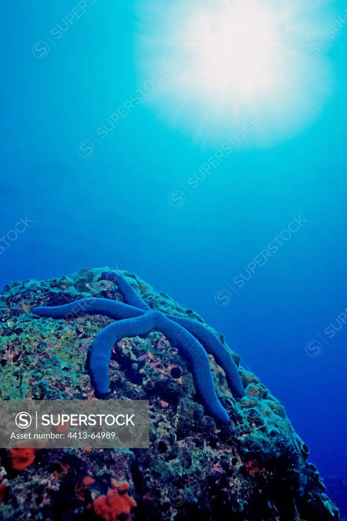 Blue Linckia Sea Star moving on a reef Visayas Islands