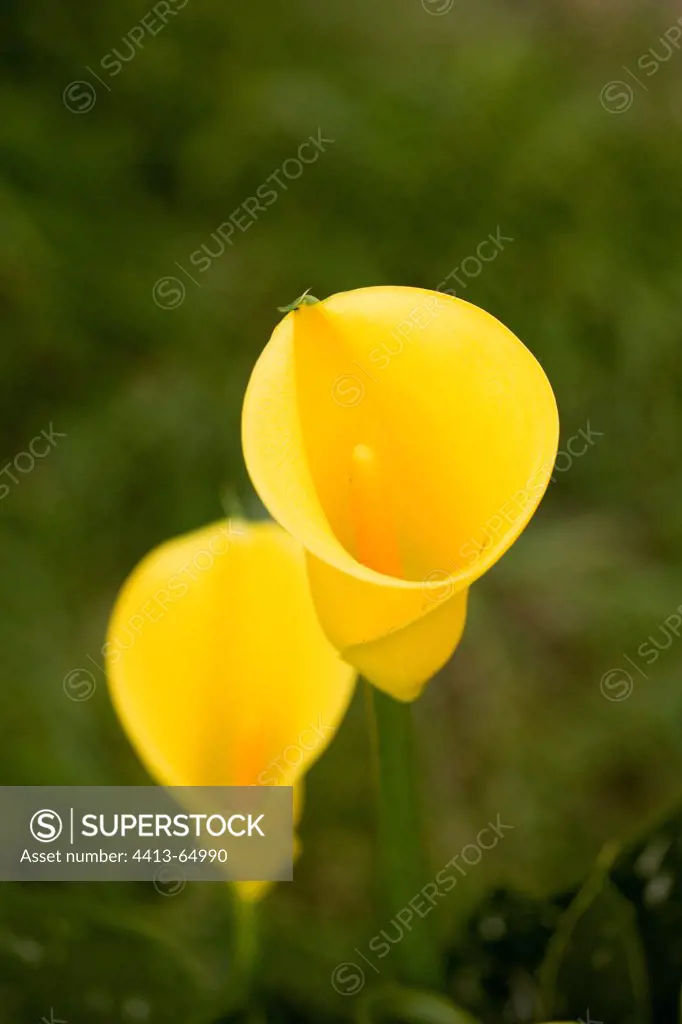 Arum lily yellow flowers France