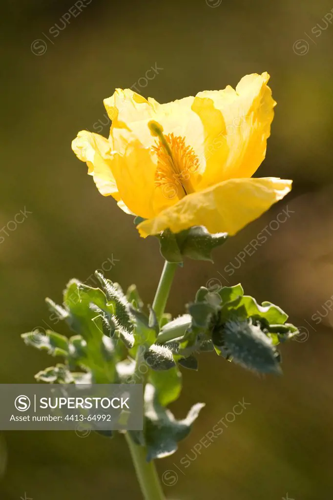 Portrait of a yellow Poppy Ré Island France