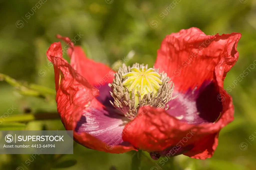 Withered Corn poppy flower France