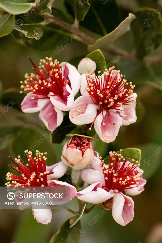 Pineapple Guava flowers France