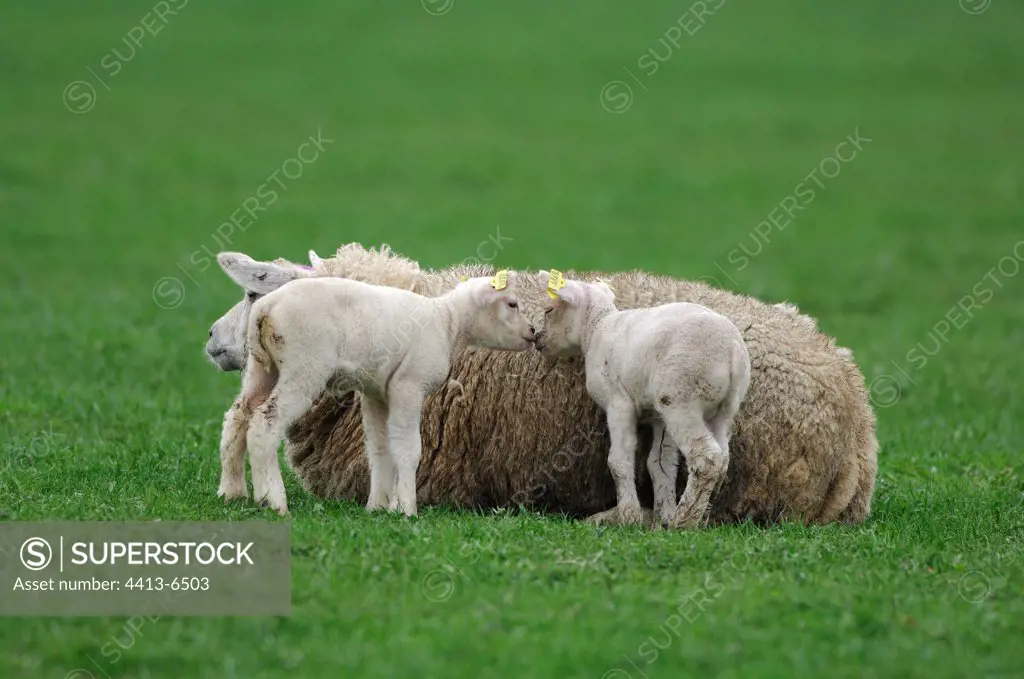 Texel Ewe and its young in a meadow Netherlands